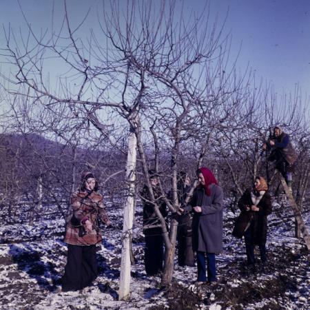 minerva_dn_1979_2447_com_reteag_jud_bistrita_nasaud_017