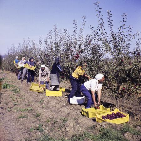 minerva_dn_1980_2517_aspecte_jud_covasna_002