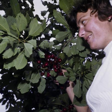 minerva_dn_1981_2565_comuna_cireseni_harghita_004