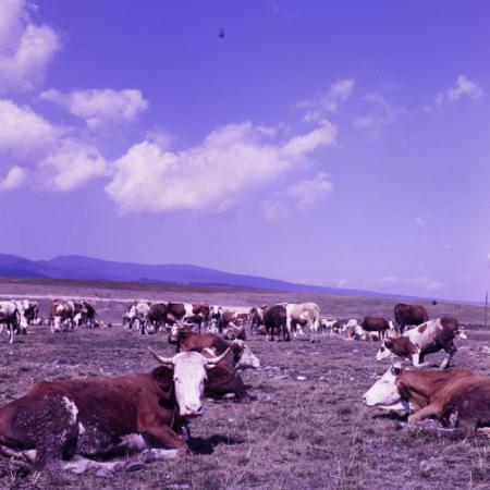 minerva_dn_1982_2894_c.a.p_miercurea_ciuc_001