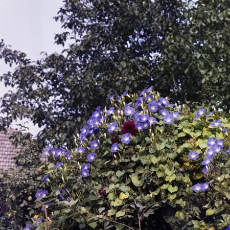 minerva_dn_1983_2678_medgidia_005