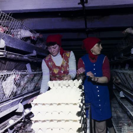 minerva_dn_1984_2671_c.a.p_salonta_005