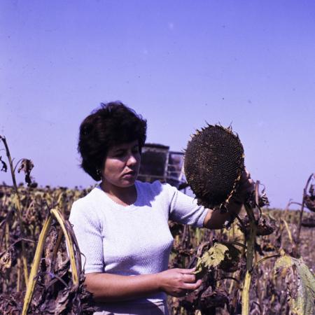 minerva_dn_1986_3835_cuasc_gruia_jud_mehedinti_007