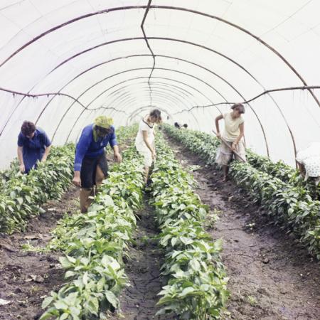 minerva_dn_1987_2878_c_a_p_ovidiu_001