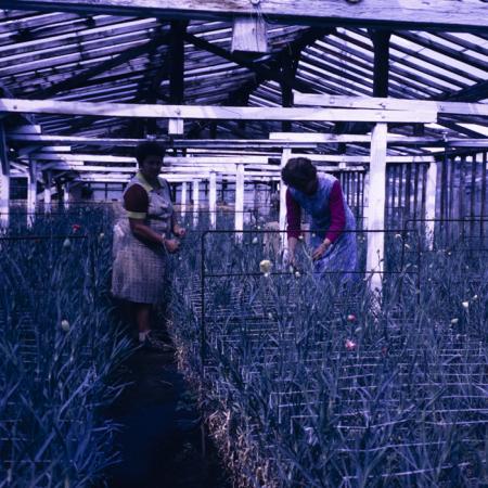 minerva_dn_1987_2888_valea_negoiului_jud_mures_004