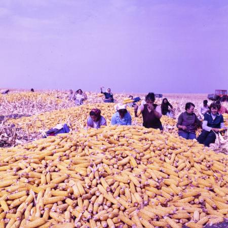 minerva_dn_1987_2900_C.A.P_pecica_arad_017