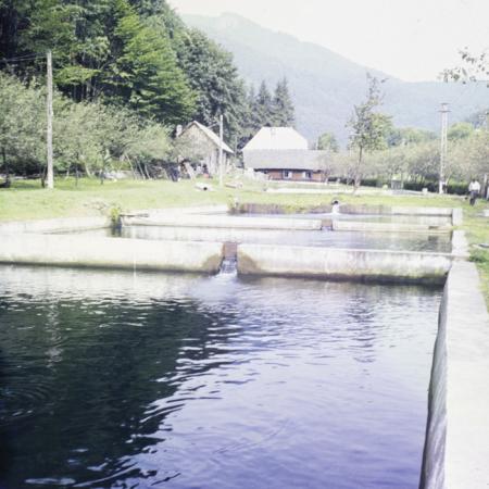 minerva_dn_1987_2904_I.A.S_satul_horea_001