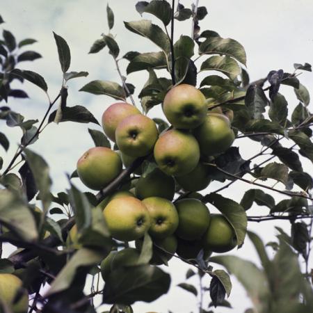 minerva_dn_1987_2904_I.A.S_satul_horea_002