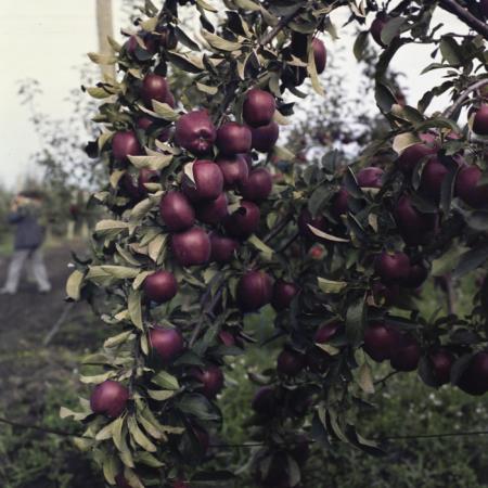 minerva_dn_1987_2904_I.A.S_satul_horea_004