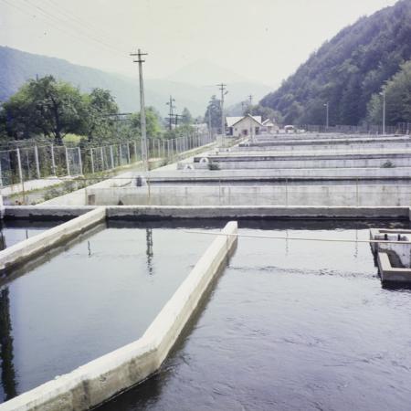 minerva_dn_1987_2904_I.A.S_satul_horea_015