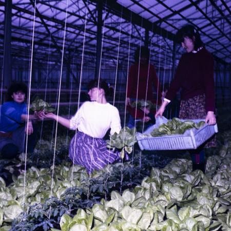 minerva_dn_1988_2913_com.iernut_jud.mures_006