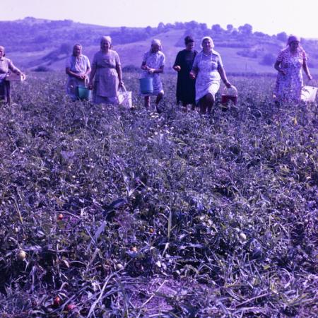 minerva_dn_1988_2938_com._bocsa_salaj_001