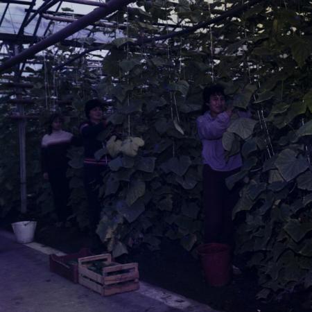 minerva_dn_1988_2938_com._bocsa_salaj_008