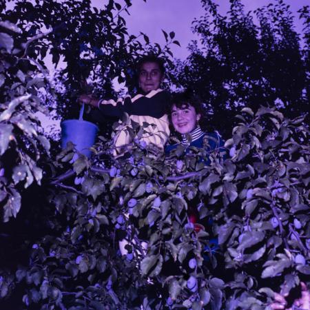 minerva_dn_1988_2942_reteag_jud._bistrita_nasaud_003