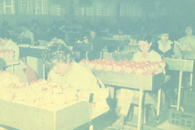 minerva_dn_1989_2969_fabrica_de_papusi_arad_013