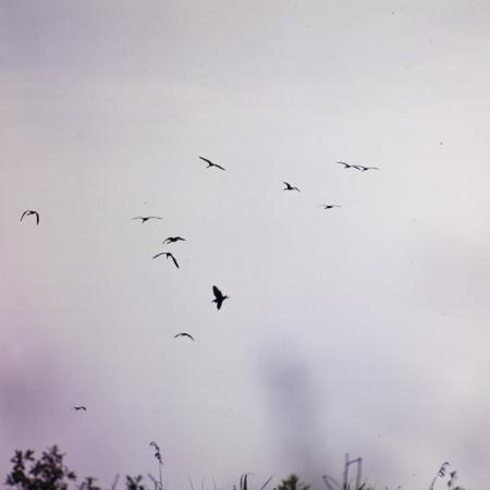 minerva_dn_1990_3008_tulcea_delta_003