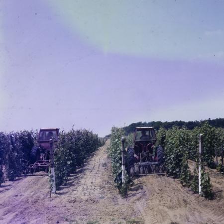 minerva_dn_mezogazdasag_006