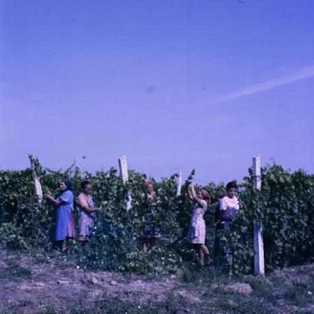 minerva_dn_mezogazdasag_007