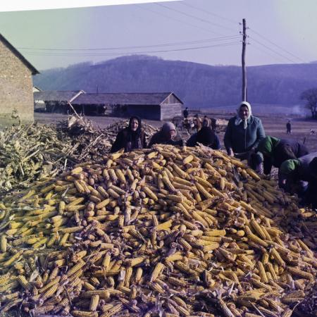 minerva_dn_mezogazdasag_010