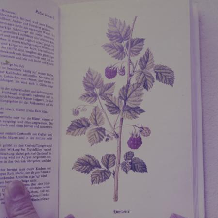 minerva_dn_repro_003