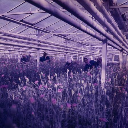 minerva_dn_repro_005