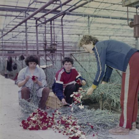 minerva_dn_repro_007