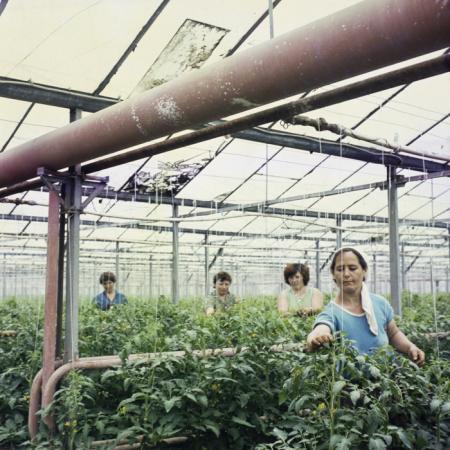 minerva_dn_repro_010