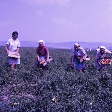 minerva_dn_sarmasag_006