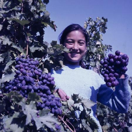 minerva_dn_szuret_001