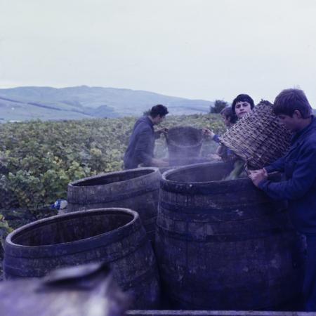 minerva_dn_szuret_002