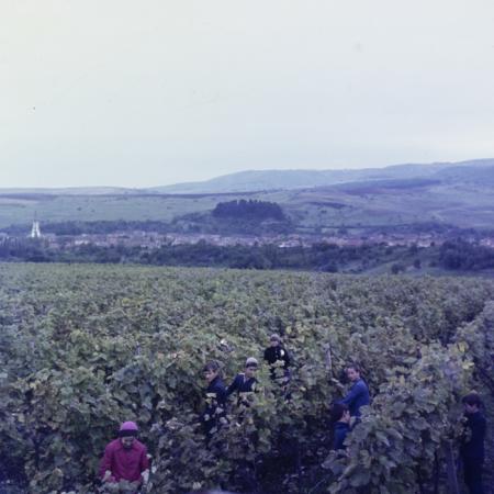 minerva_dn_szuret_003