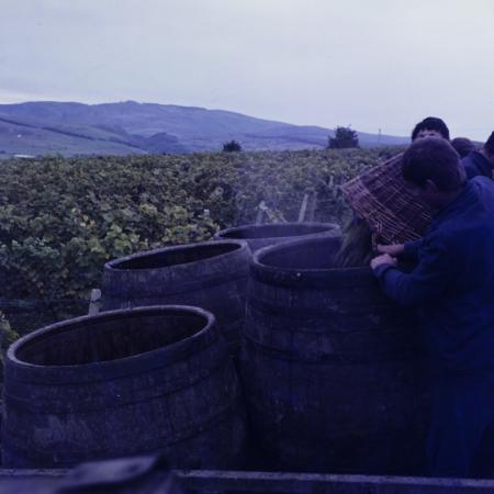 minerva_dn_szuret_004